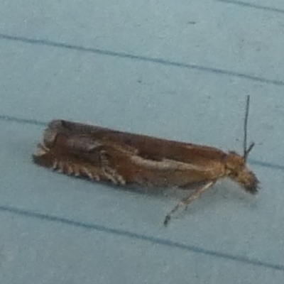 Ancylis (genus) (A Tortricid moth) at QPRC LGA - 19 Dec 2023 by Paul4K