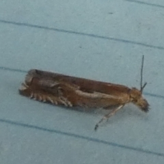 Ancylis (genus) (A Tortricid moth) at Boro - 19 Dec 2023 by Paul4K