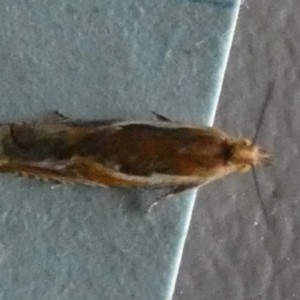 Ancylis (genus) at Boro - 19 Dec 2023