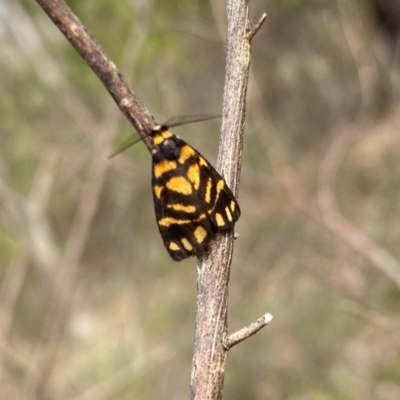 Asura lydia (Lydia Lichen Moth) at Tuggeranong, ACT - 20 Dec 2023 by Shazw