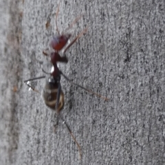 Iridomyrmex purpureus (Meat Ant) at Borough, NSW - 18 Dec 2023 by Paul4K
