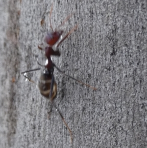 Iridomyrmex purpureus at Boro - 19 Dec 2023