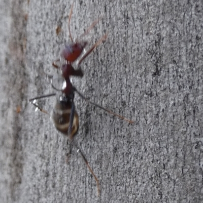 Iridomyrmex purpureus (Meat Ant) at QPRC LGA - 19 Dec 2023 by Paul4K