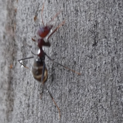 Iridomyrmex purpureus (Meat Ant) at Borough, NSW - 18 Dec 2023 by Paul4K
