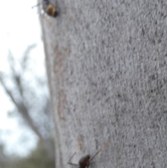 Iridomyrmex purpureus at Boro - suppressed