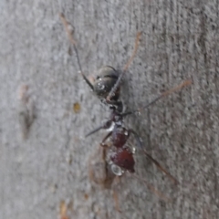 Iridomyrmex purpureus at Boro - 19 Dec 2023