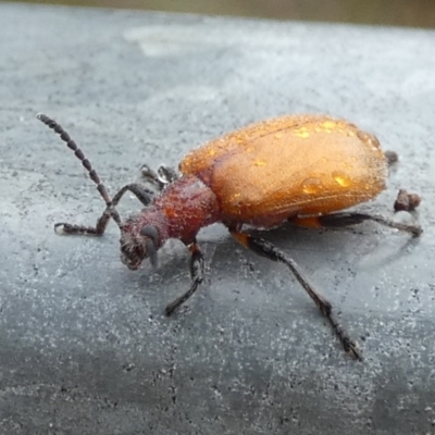 Ecnolagria grandis (Honeybrown beetle) at Boro - 19 Dec 2023 by Paul4K