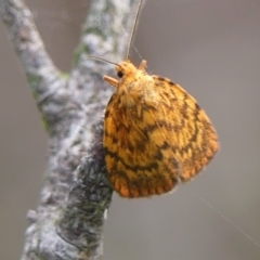 Unidentified Tiger moth (Arctiinae) at Wingecarribee Local Government Area - 18 Dec 2023 by Curiosity