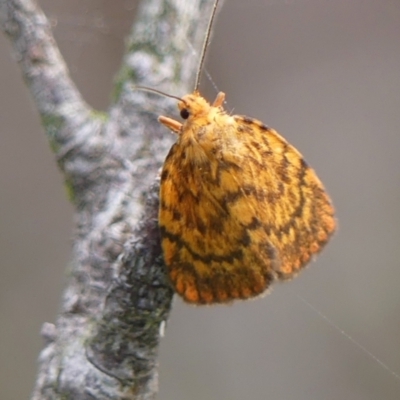 Cyme structa (Banded Lichen Moth) at Wingecarribee Local Government Area - 19 Dec 2023 by Curiosity