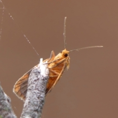 Cyme structa at Wingecarribee Local Government Area - 19 Dec 2023 06:48 AM