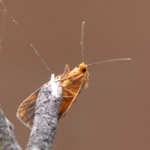 Cyme structa at Wingecarribee Local Government Area - 19 Dec 2023 06:48 AM