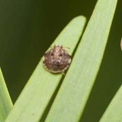 Pentatomoidea (superfamily) (Unidentified Shield or Stink bug) at Wingecarribee Local Government Area - 19 Dec 2023 by Curiosity