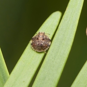 Pentatomoidea (superfamily) at Wingecarribee Local Government Area - 19 Dec 2023