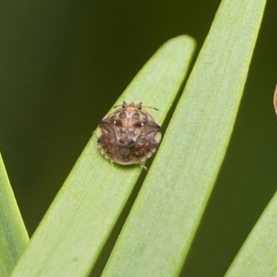Pentatomoidea (superfamily) (Unidentified Shield or Stink bug) at Braemar, NSW - 19 Dec 2023 by Curiosity