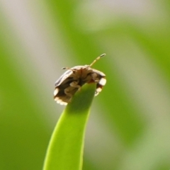 Pentatomoidea (superfamily) at Wingecarribee Local Government Area - 19 Dec 2023