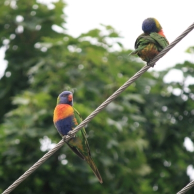 Trichoglossus moluccanus (Rainbow Lorikeet) at Weston, ACT - 20 Dec 2023 by kattykat