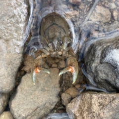 Cherax destructor (Common Yabby) at Tuggeranong, ACT - 20 Dec 2023 by Shazw