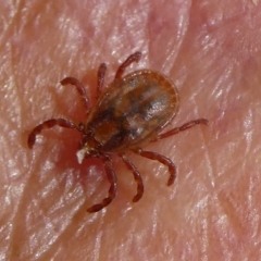Ixodes sp. (genus) (A hard bodied tick) at Charleys Forest, NSW - 19 Dec 2023 by arjay