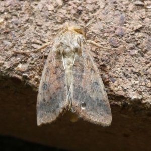 Australothis rubrescens at QPRC LGA - 19 Dec 2023