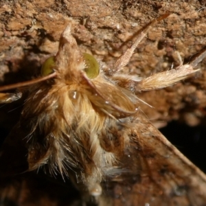 Australothis rubrescens at QPRC LGA - 19 Dec 2023