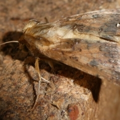 Australothis rubrescens at QPRC LGA - suppressed