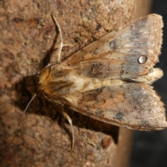 Australothis rubrescens at QPRC LGA - 19 Dec 2023