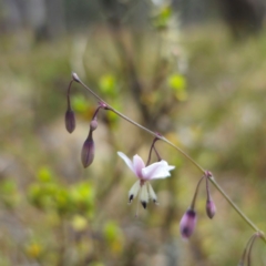 Arthropodium milleflorum (Vanilla Lily) at Captains Flat, NSW - 21 Dec 2023 by Csteele4