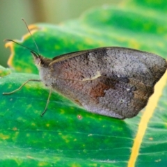 Heteronympha merope (Common Brown Butterfly) at ANBG - 21 Dec 2023 by Thurstan