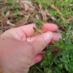 Opercularia hispida (Hairy Stinkweed) at Captains Flat, NSW - 21 Dec 2023 by Csteele4