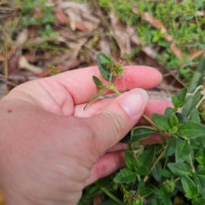 Opercularia hispida at QPRC LGA - 21 Dec 2023 12:37 PM