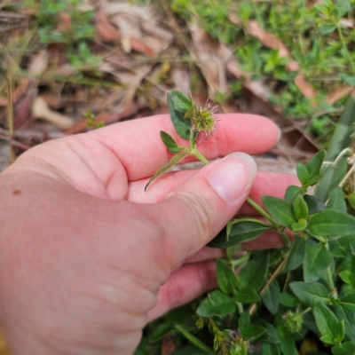 Opercularia hispida (Hairy Stinkweed) at QPRC LGA - 21 Dec 2023 by Csteele4