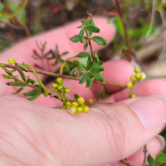 Cassytha glabella (Slender Devil's Twine) at Captains Flat, NSW - 21 Dec 2023 by Csteele4