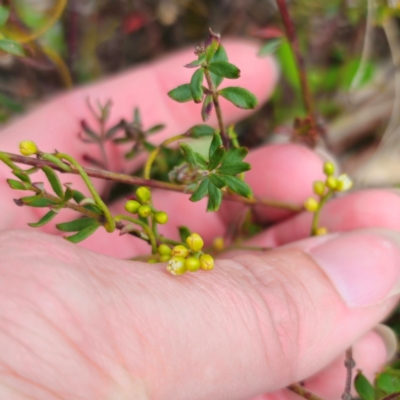 Cassytha glabella (Slender Devil's Twine) at Captains Flat, NSW - 21 Dec 2023 by Csteele4