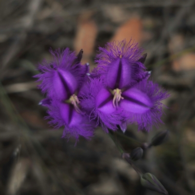 Thysanotus tuberosus subsp. tuberosus (Common Fringe-lily) at Captains Flat, NSW - 21 Dec 2023 by Csteele4