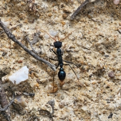 Myrmecia tarsata (Bull ant or Bulldog ant) at QPRC LGA - 21 Dec 2023 by Csteele4
