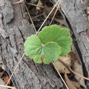 Hydrocotyle laxiflora at Mulligans Flat - 4 Nov 2023