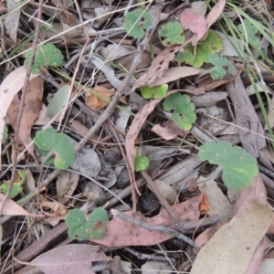 Hydrocotyle laxiflora at Mulligans Flat - 4 Nov 2023