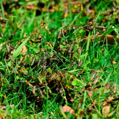 Chauliognathus lugubris (Plague Soldier Beetle) at ANBG - 20 Dec 2023 by Thurstan