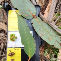 Eucalyptus dives (Broad-leaved Peppermint) at Rendezvous Creek, ACT - 21 Dec 2023 by Steve818