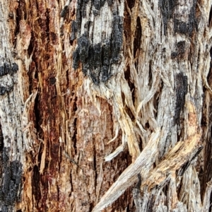 Eucalyptus dives at Namadgi National Park - 21 Dec 2023