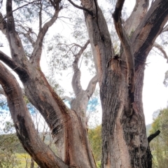 Eucalyptus dives at Namadgi National Park - 21 Dec 2023