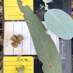 Eucalyptus cinerea subsp. triplex (Blue Gum Hill Argyle Apple) at Rendezvous Creek, ACT - 21 Dec 2023 by Steve818