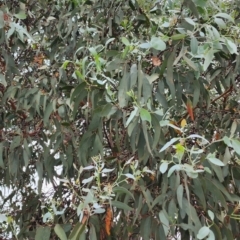 Eucalyptus cinerea subsp. triplex at Namadgi National Park - 21 Dec 2023