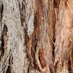 Eucalyptus cinerea subsp. triplex at Namadgi National Park - 21 Dec 2023