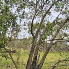 Eucalyptus stellulata at Namadgi National Park - 21 Dec 2023