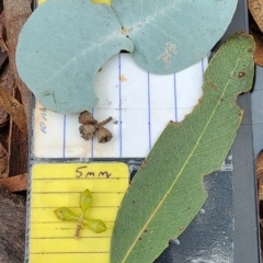 Eucalyptus rubida subsp. rubida (Candlebark) at Booth, ACT - 21 Dec 2023 by Steve818