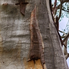 Eucalyptus rubida subsp. rubida at Booth, ACT - 21 Dec 2023