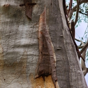 Eucalyptus rubida subsp. rubida at Booth, ACT - 21 Dec 2023 11:42 AM