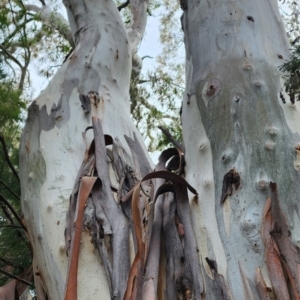 Eucalyptus rubida subsp. rubida at Booth, ACT - 21 Dec 2023