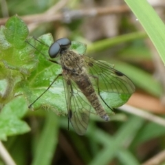 Chrysopilus sp. (genus) (A snipe fly) at QPRC LGA - 21 Dec 2023 by arjay